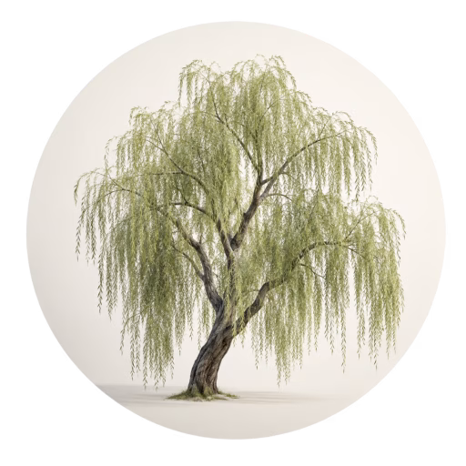 بید سفید - White Willow
