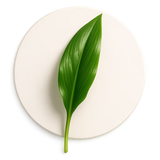برگ سیر وحشی - Wild garlic leaf
