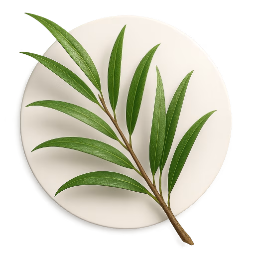 جاستیسیا برگ‌بیدی - Willow-Leaved