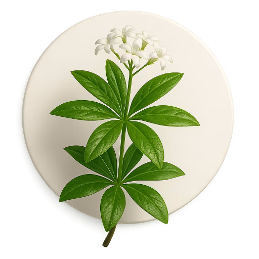 وودراف - Woodruff or Galium Odoratum